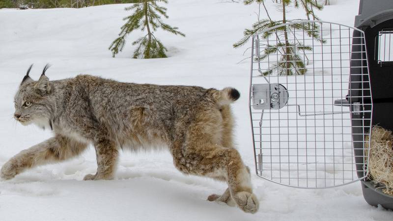 FILE - A Canada lynx is released in Schoolcraft County in Michigan's Upper Peninsula on April...
