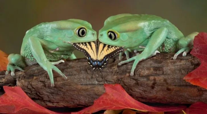 Two green frogs eating a butterfly