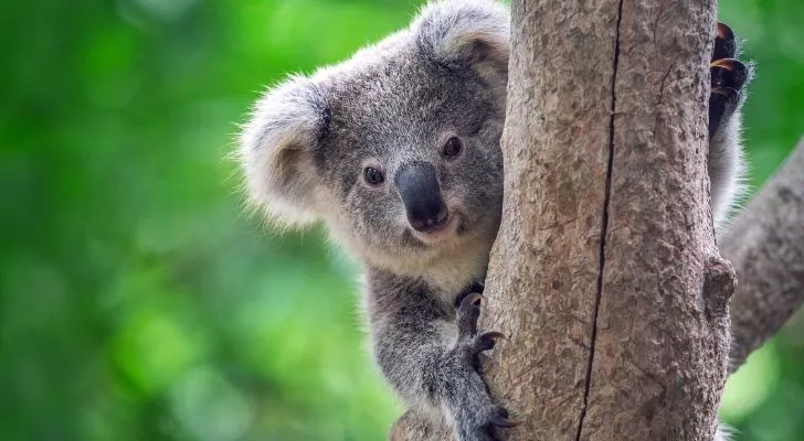 A Koala bear smiling