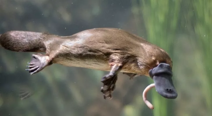 A platypus swimming in water
