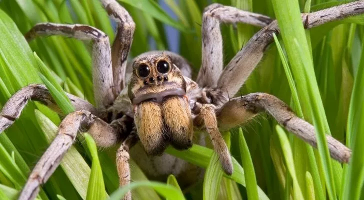 A spider with big legs and eyes