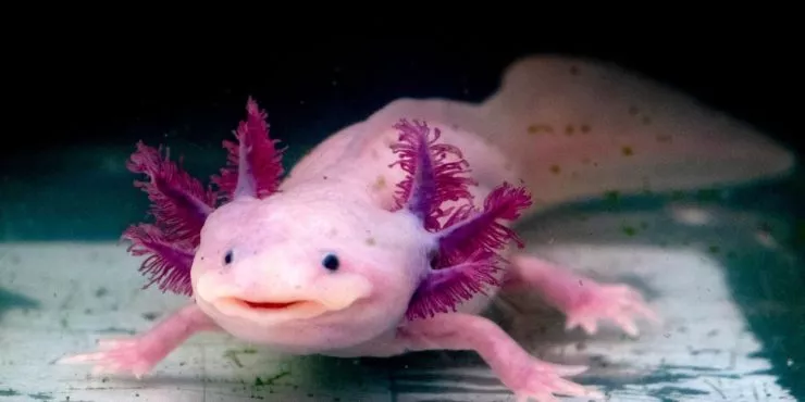 Facts about axolotls