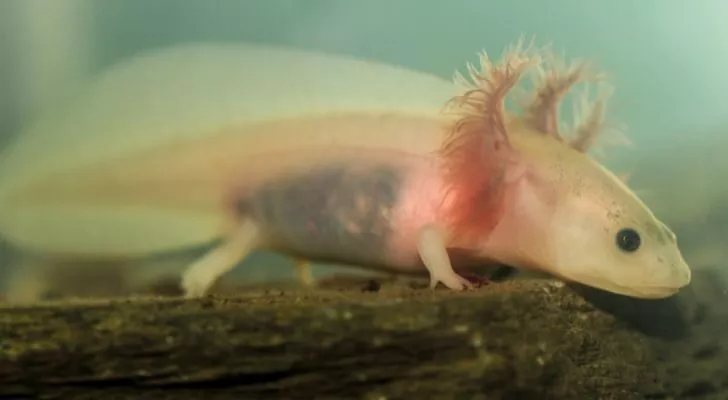 Axolotls come in many colors