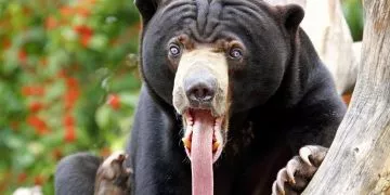 A brown bear with his long tongue hanging out