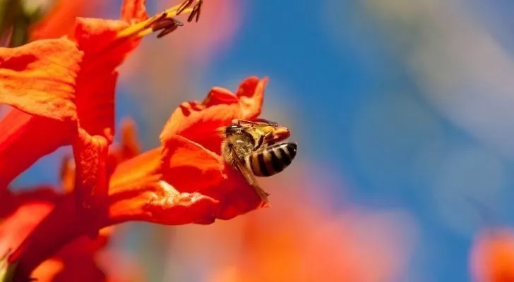 A bee perched on a flower.