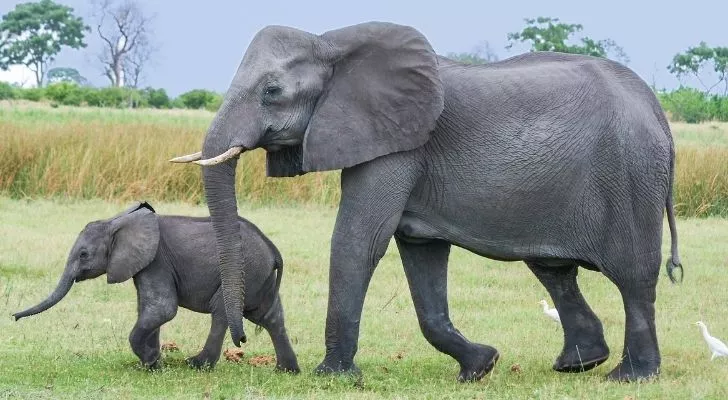 A young and older elephant strolling.