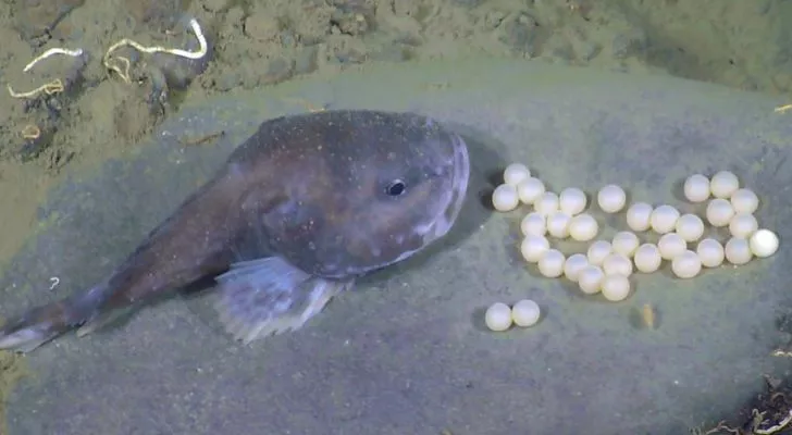 Female blobfish clean their eggs
