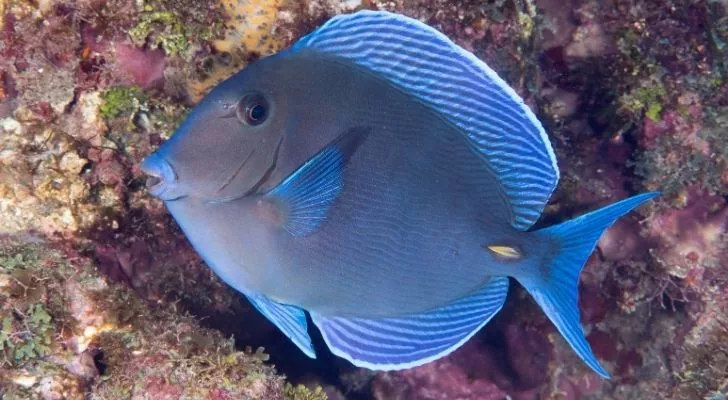 The blue tang of the Atlantic which looks similar