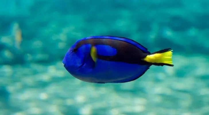 A blue tang swimming in the clear blue waters