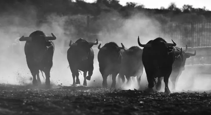 A stampede of bulls
