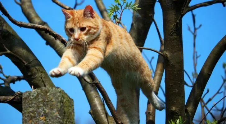 A cat falling from a tree - but in full control