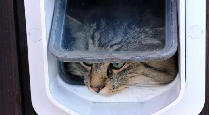 A cat poking its head out of a cat flap
