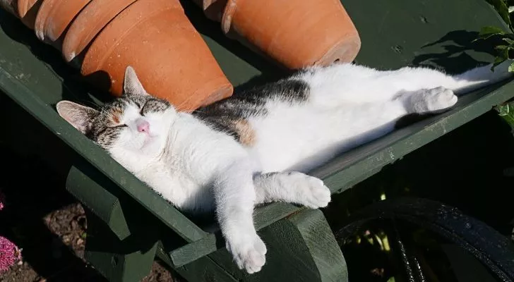 A cute cat laid in the sun by some plant pots