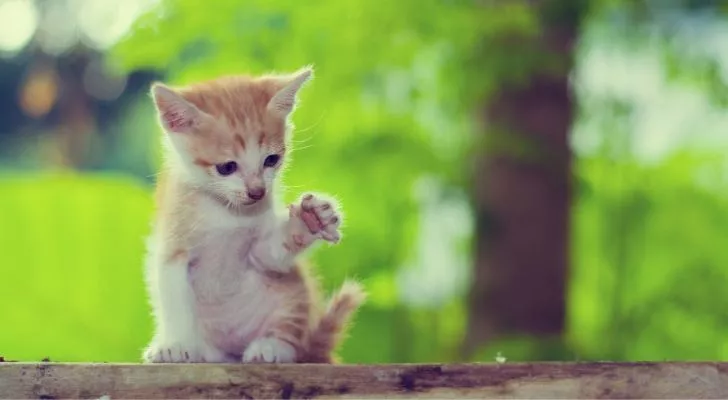 A kitten sat on wood giving a high five signal