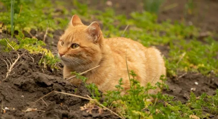 A cat chilling on a farm surrounded by vegetation