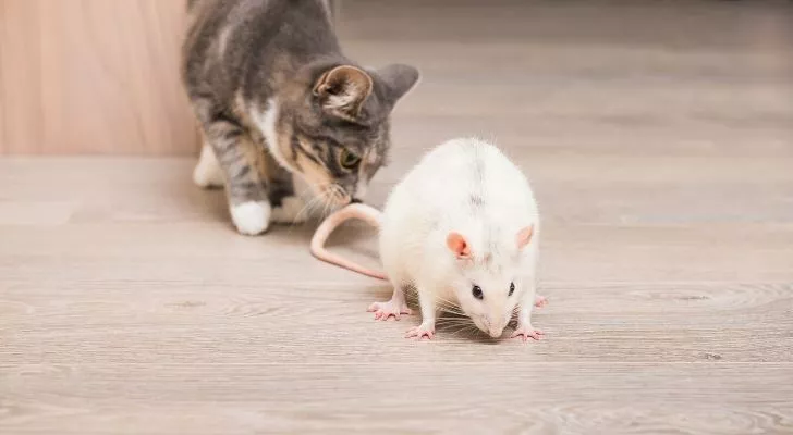 A cat sniffing a white rat