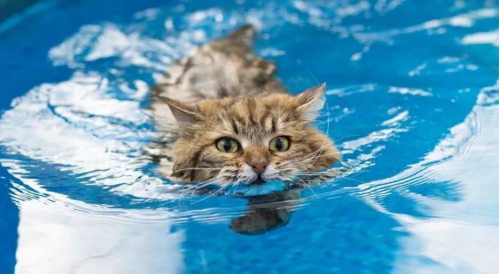 A cat swimming in a pool