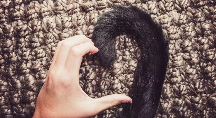 Curved tail of a cat, and human hand together to make a heart symbol