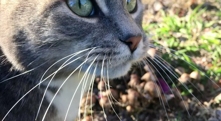 A gray cat with its whiskers pointing downwards