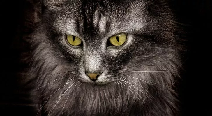 A closeup of a majestic cat staring downwards on a dark background