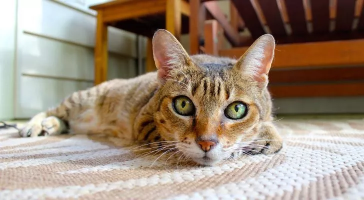 A tiger looking cat with bright green eyes laid on the floor
