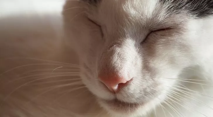 A white cats face with its eyes closed