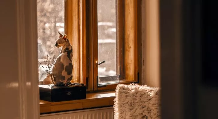 A cat staring out the window in a modern house