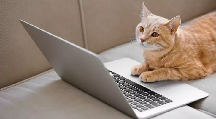 A ginger cat researching information about cats on a laptop