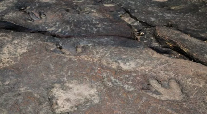 Dinosaur footprints in rocks