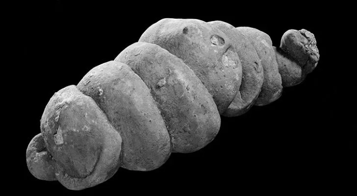 A twisted coprolite