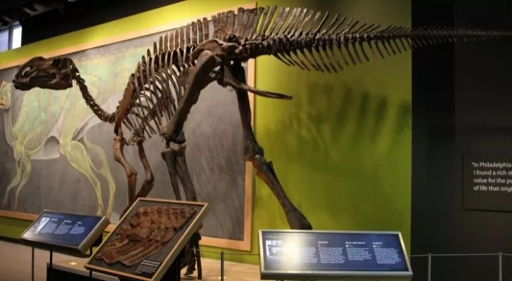 An Hadrosaur skeleton in a museum