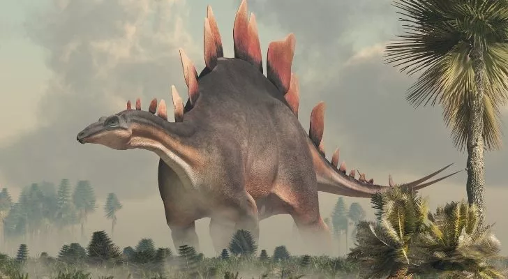 A Stegosaurus dinosaur