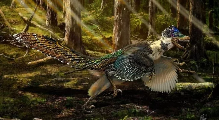A feathery velociraptor