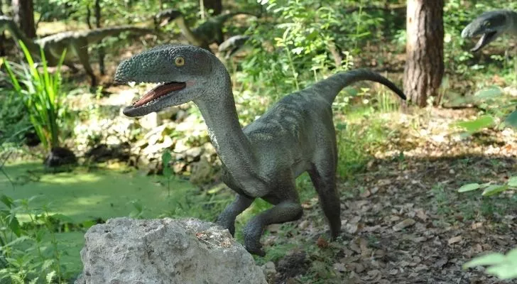 Velociraptors weren't massive