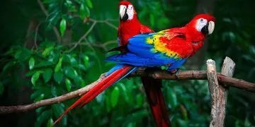 Colorful Facts About Parrots