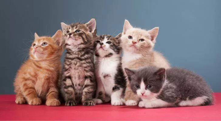A group of kittens sat on red cloth