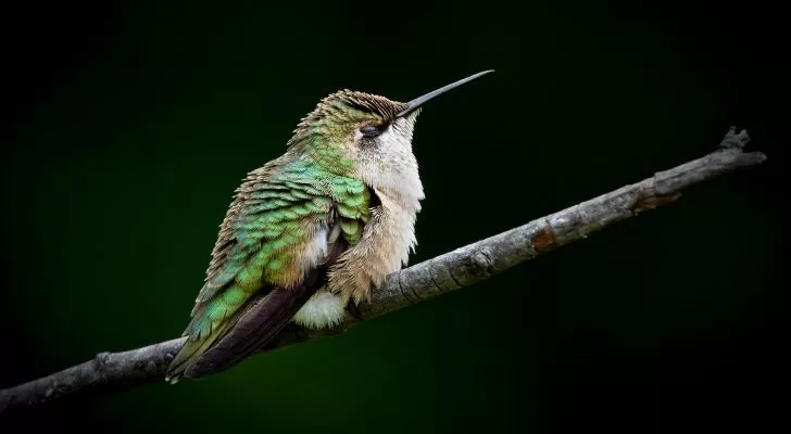 A green hummingbird sleeping on a tree branch
