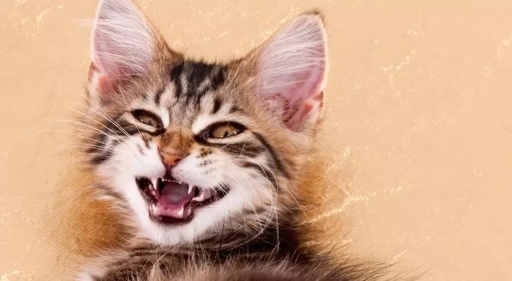 A kitten showing its razor sharp teeth