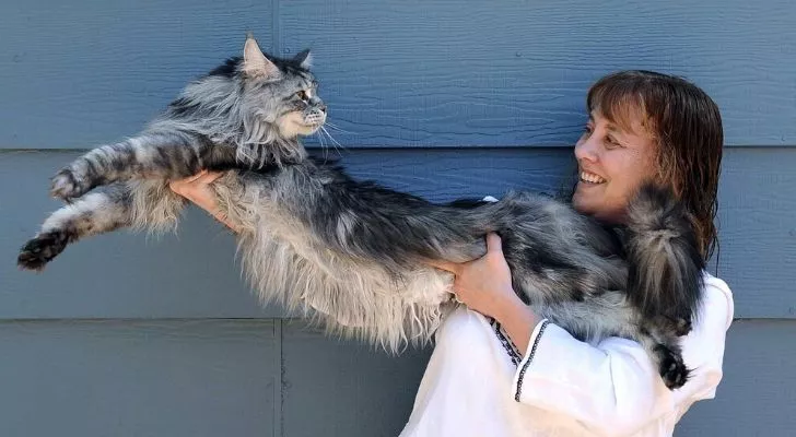 World's longest cat being held up by its owner