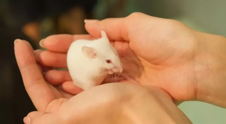 A small white mouse on someone's hands. 