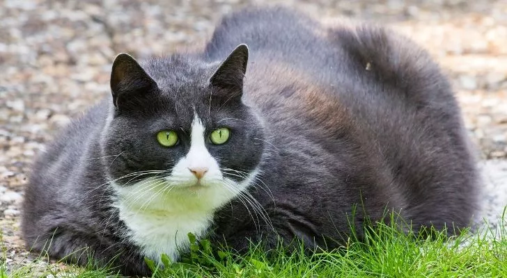 An obese black and white cat sat on the grass