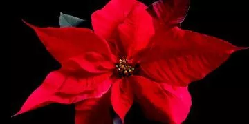 Facts about poinsettia's