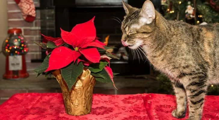 A cat standing on a table looking at poinsettia flowers
