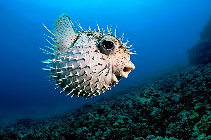 In Japan, chefs have to train for over two years in order to qualify to serve pufferfish.