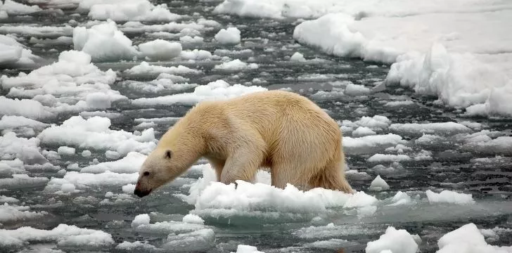 Polar bear trying to climb across floating ice