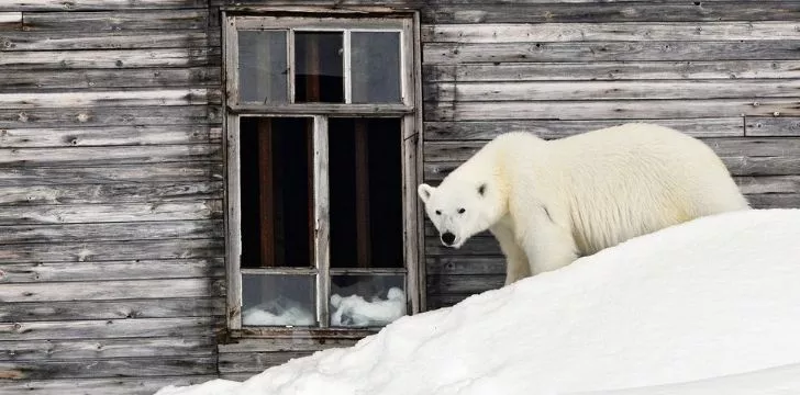The polar bears invaded Russia once again later in 2019 too!