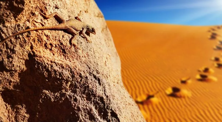 A lizard basking in the sun on a rock, with sand dunes in the background