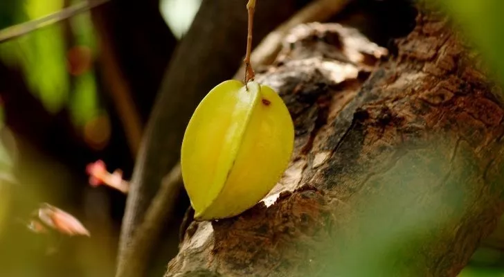 A single star fruit hanging in a tree