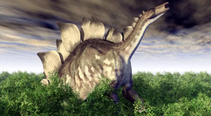 The stegosaurus dinosaur standing in all its glory