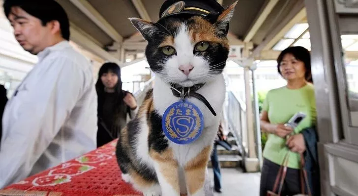 Tama the cat wearing at hat at Kishi Station